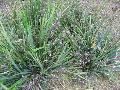 Cassa Blue Flax Lily / Dianella caerulea 